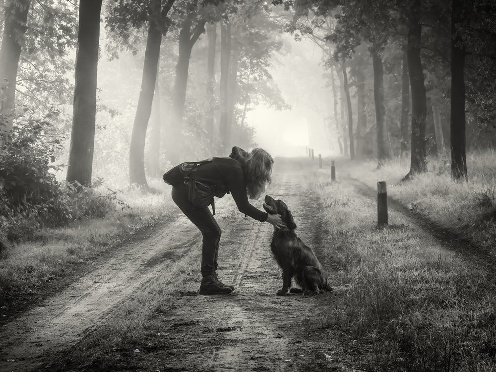 Misty Forest Companions