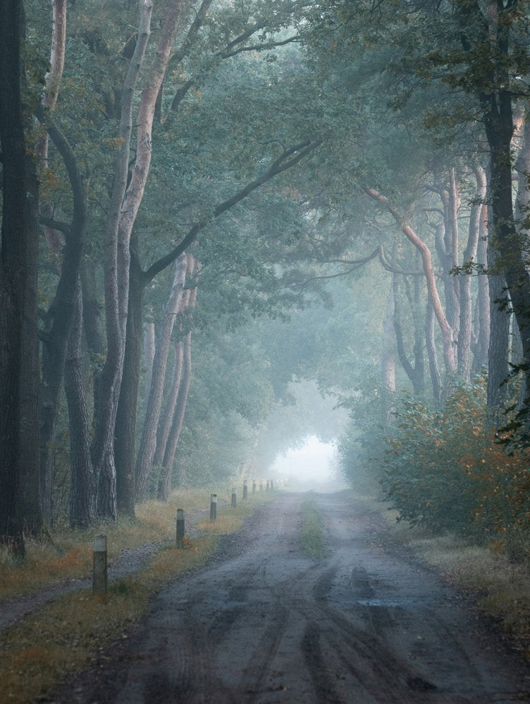 Misty Forest Road