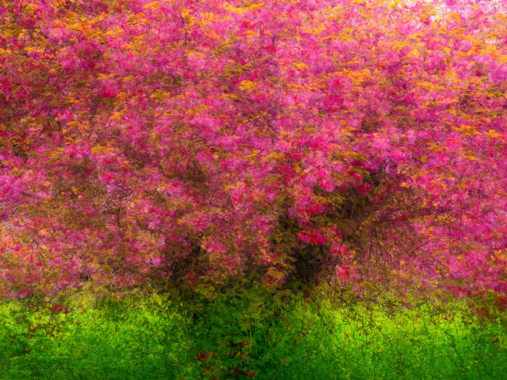 Pink Blossom Dream