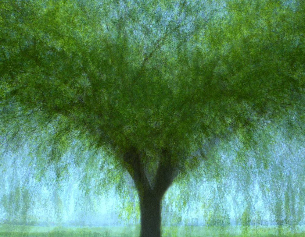 Dreamy Willow Serenity