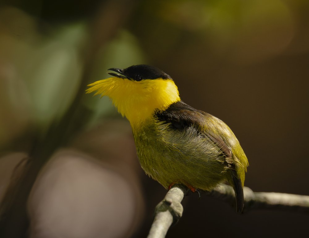 Black Capped Yellow Bird