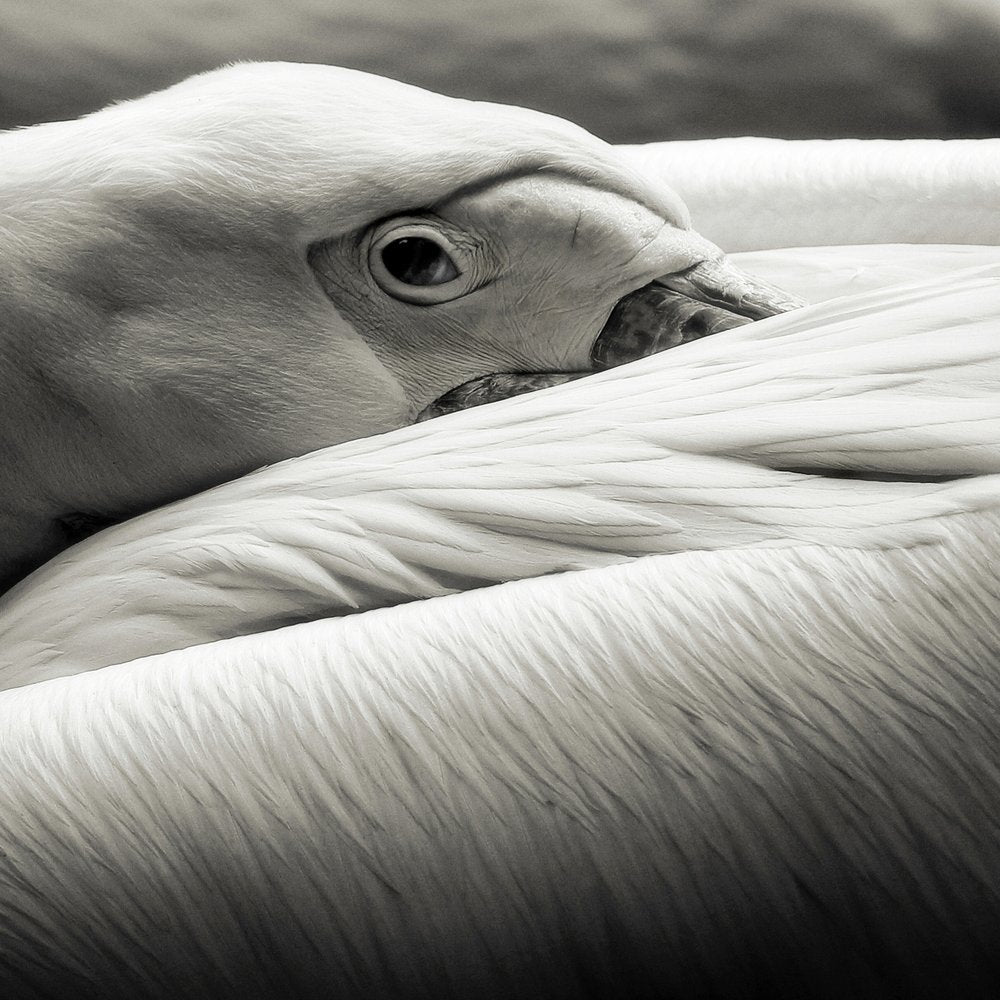Calm Pelican Close-up