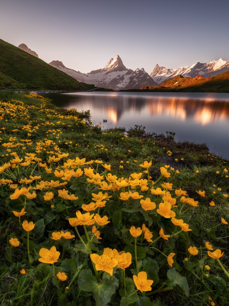 Mountain Lake Flower Reflections