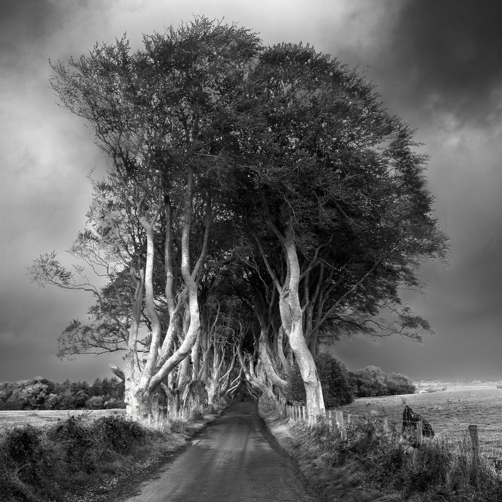 The Dark Hedges