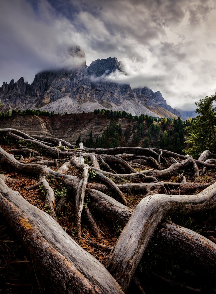 Dramatic Mountain Roots