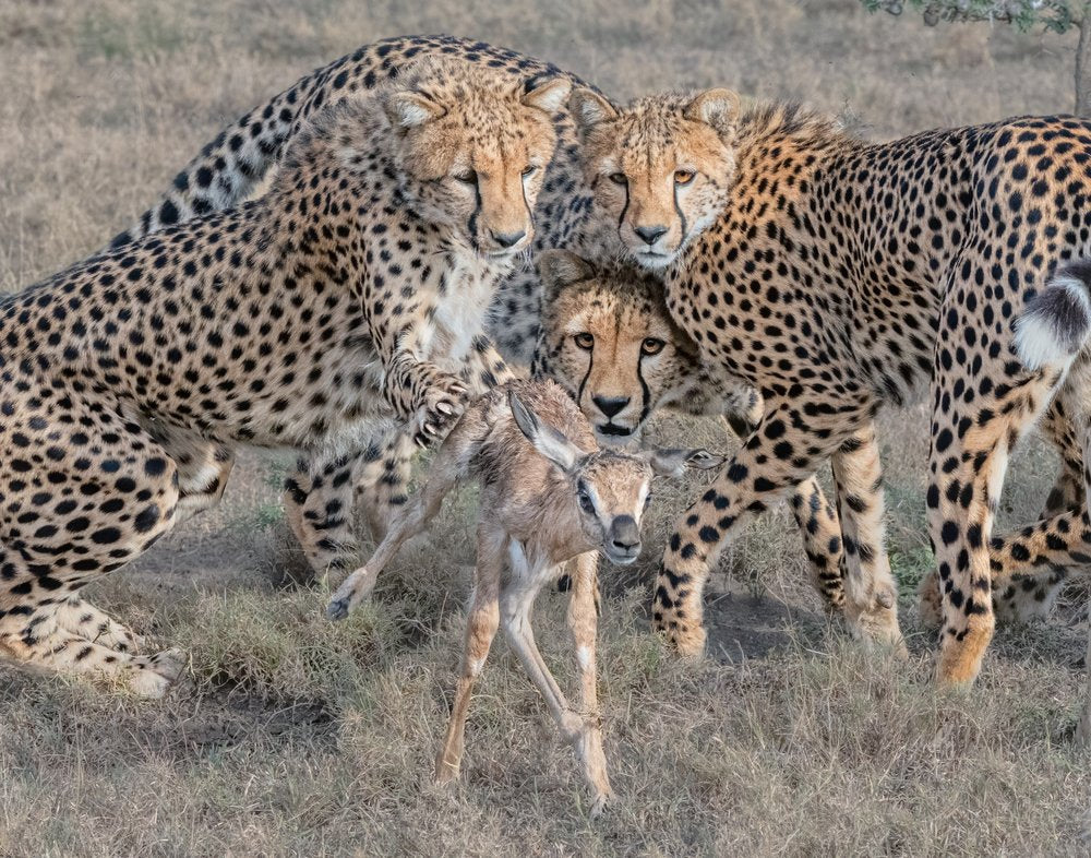 Four Cheetahs Fawn