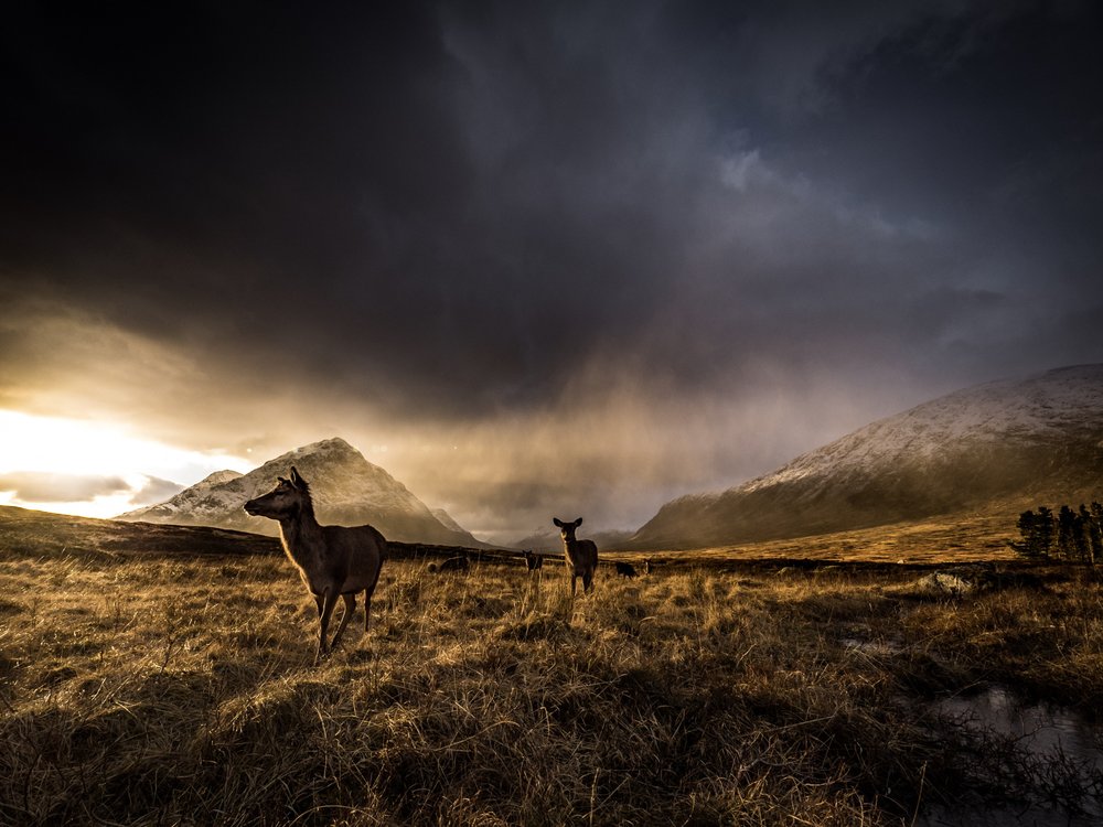 Majestic Deer Mountain Sunset