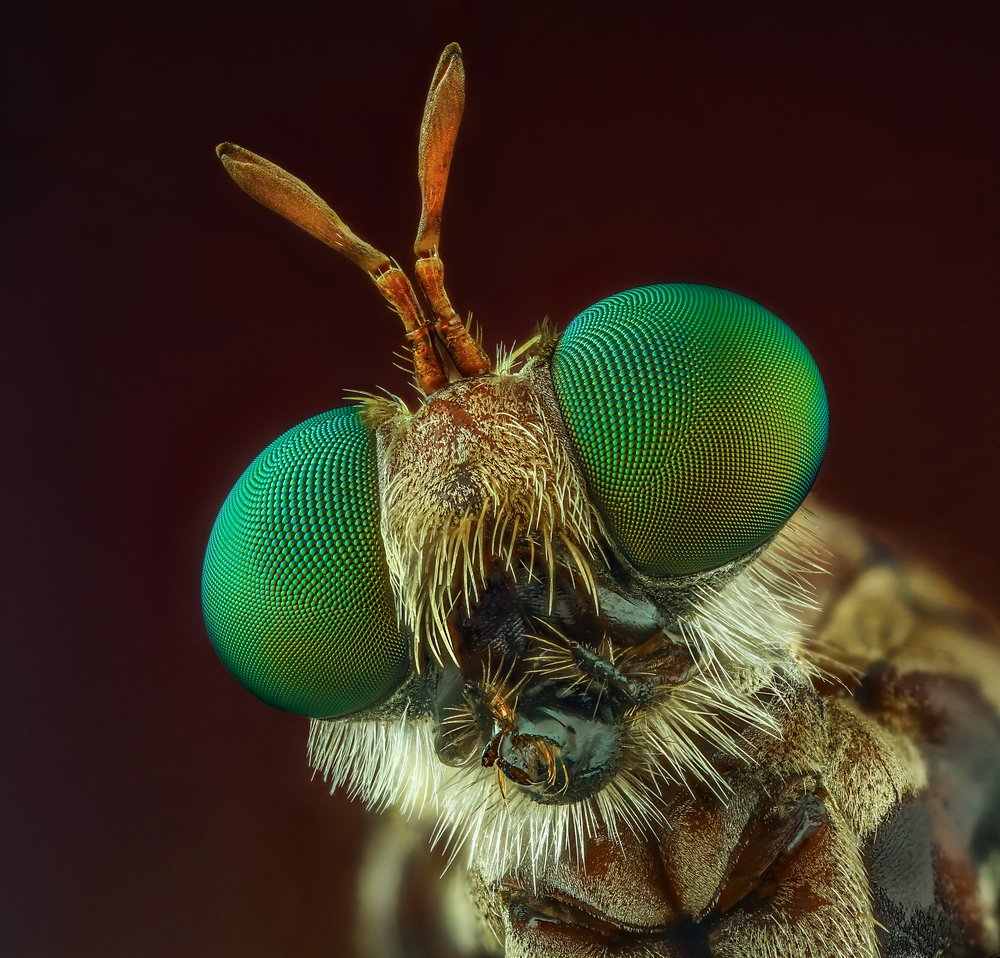 Vibrant Green Fly Eyes
