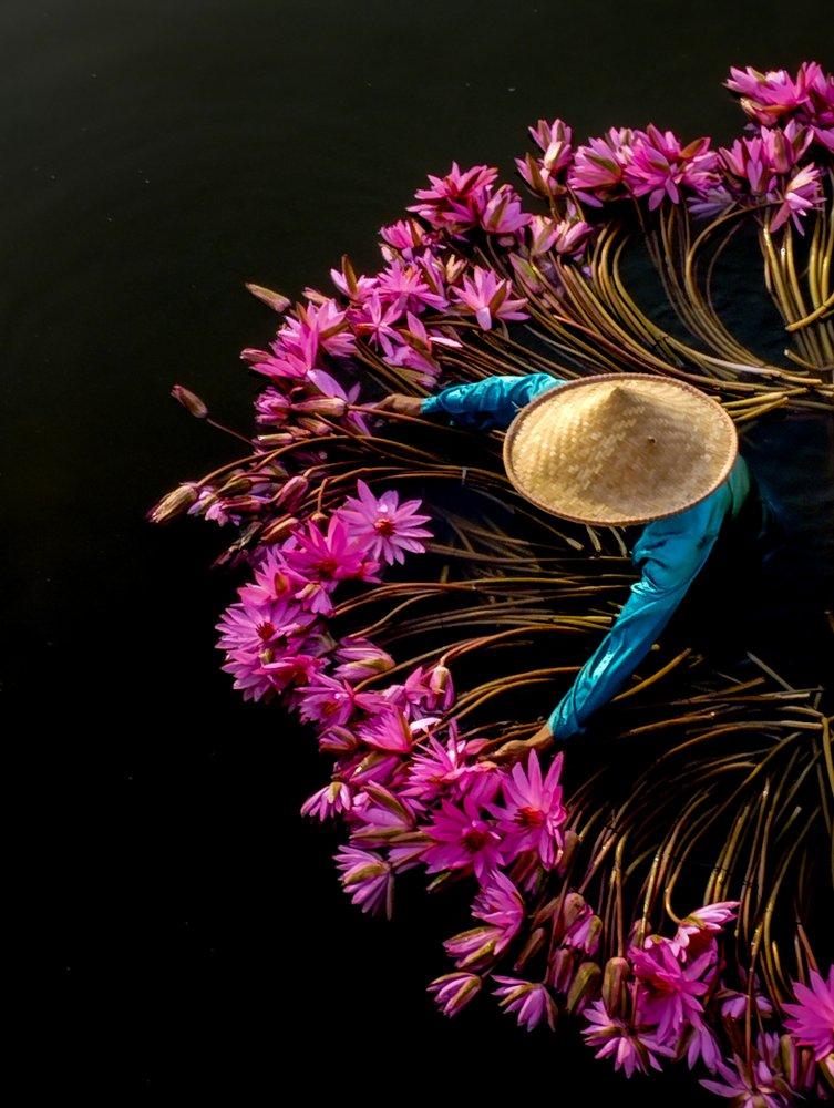 Pink Lotus Harvest