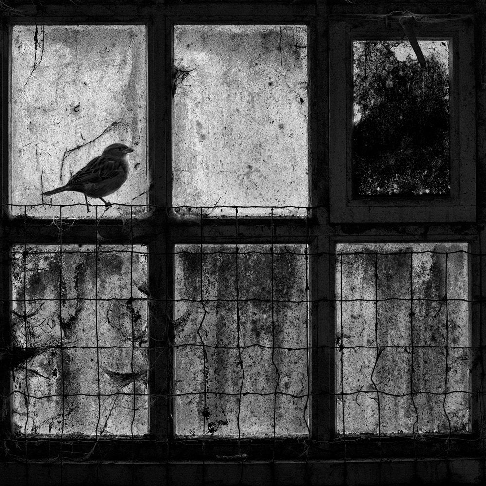 Sparrow on Gritty Window