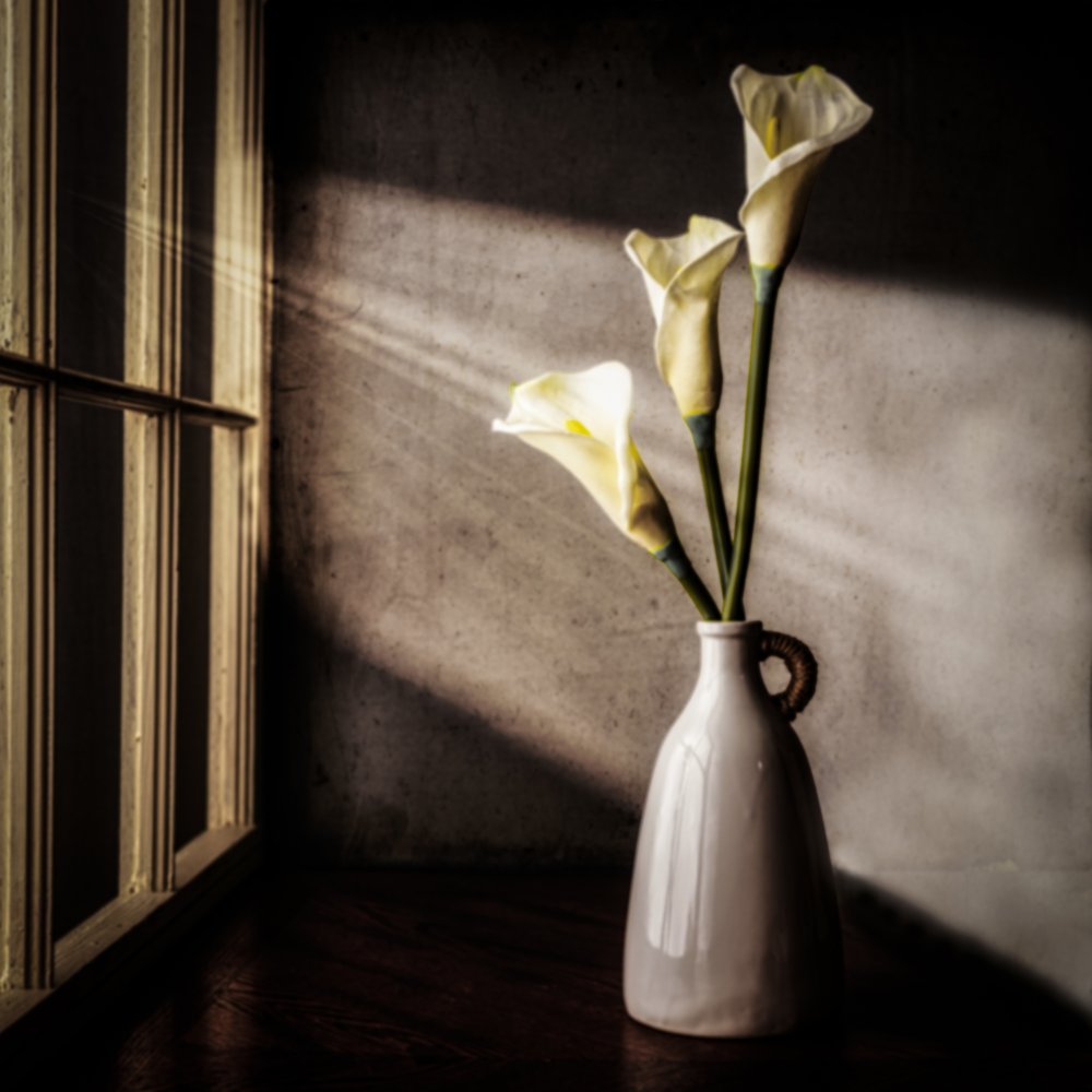 Calla Lilies Window Light