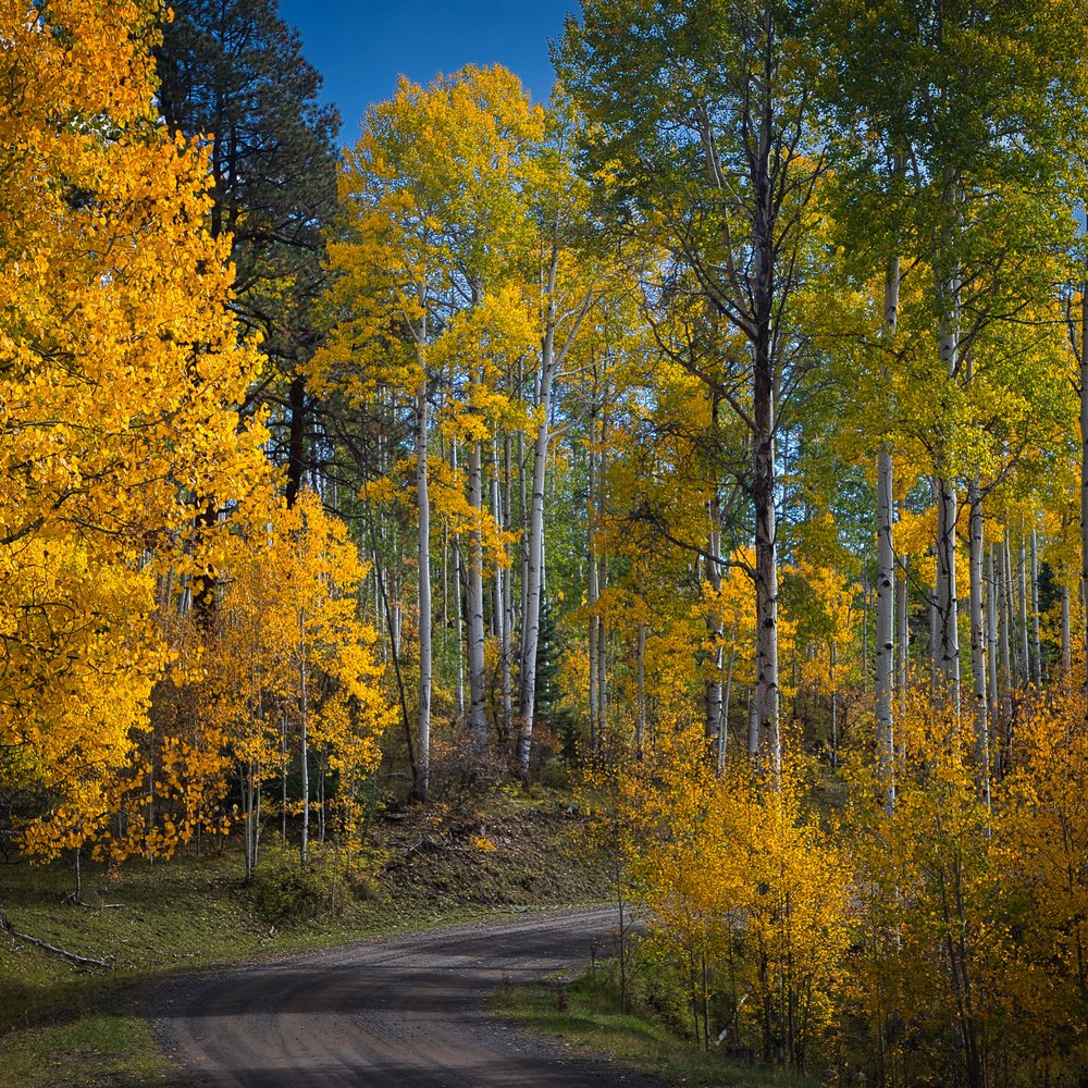 Golden Aspen Road