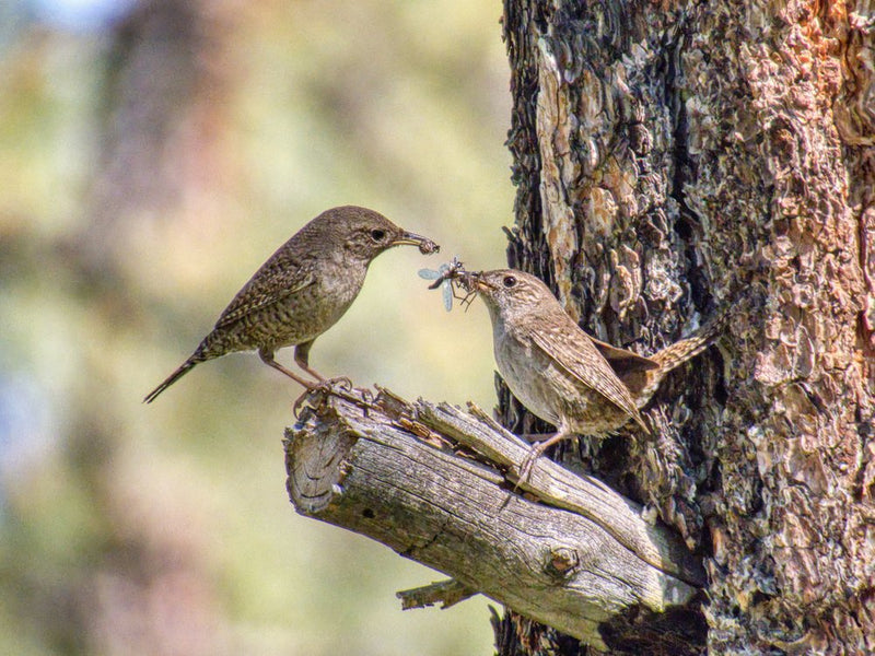 Wrens Sharing a Meal