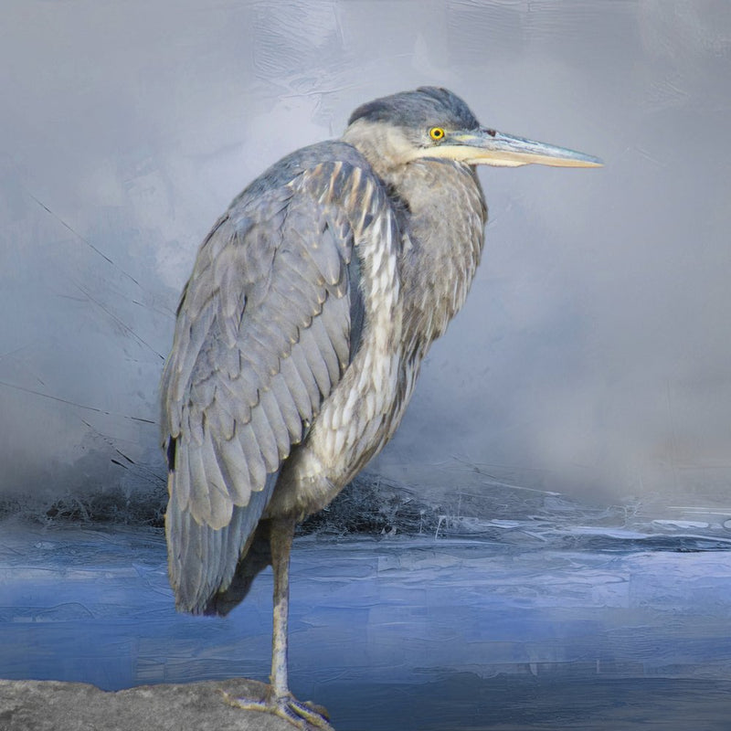 Great Blue Heron