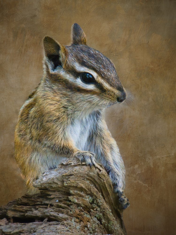 Alert Woodland Chipmunk