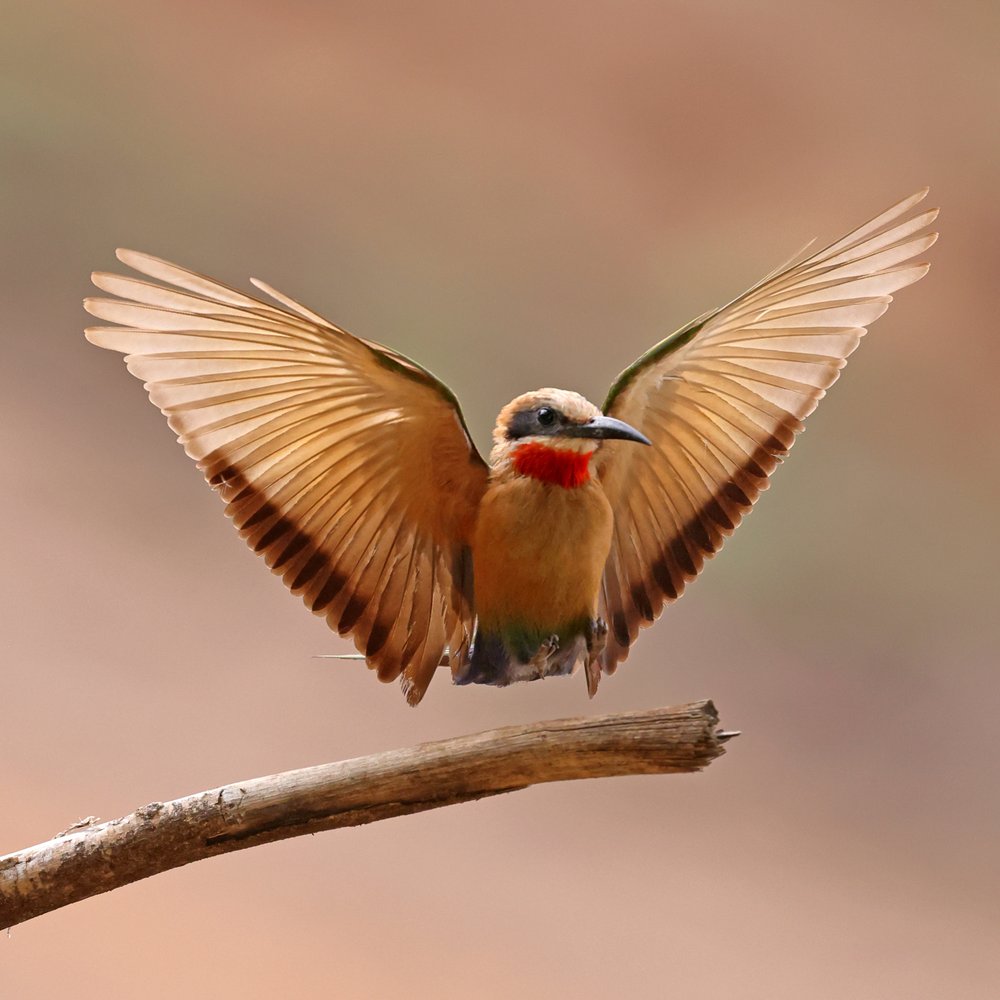 Vibrant Bee-eater Landing