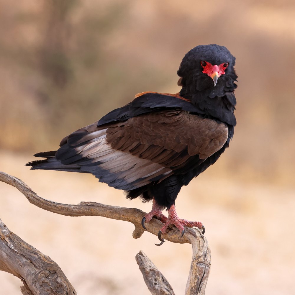 African Bateleur Gaze