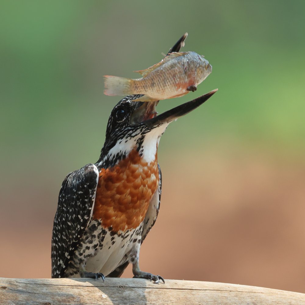 Kingfisher's Big Catch
