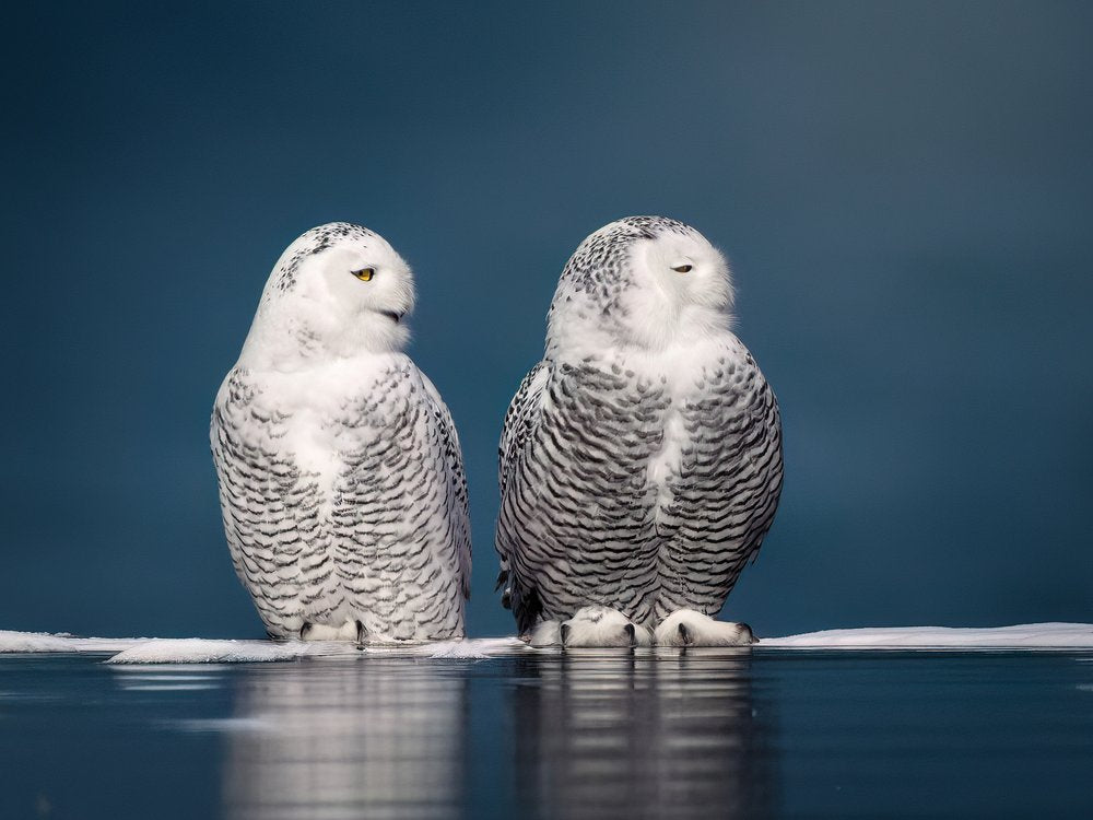 Snowy Owls Pair