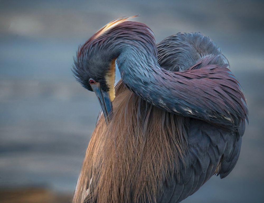 Graceful Preening Heron