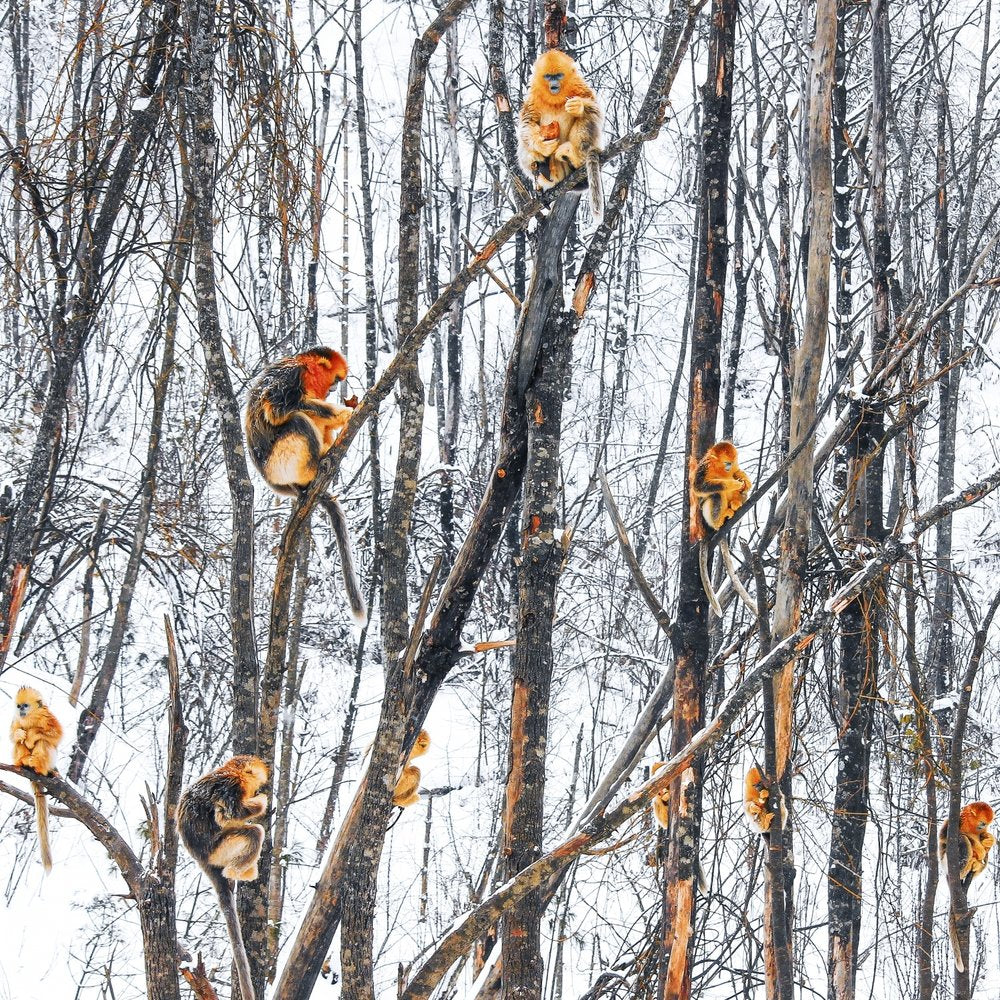 Golden Snub-nosed Winter