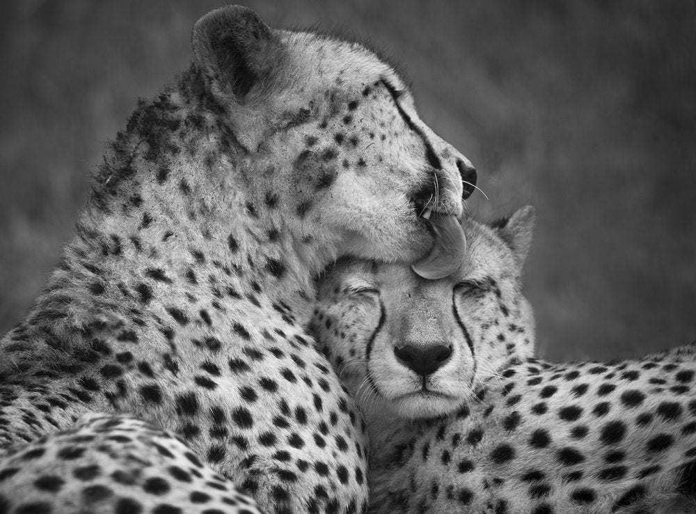 Cheetahs Loving Bond