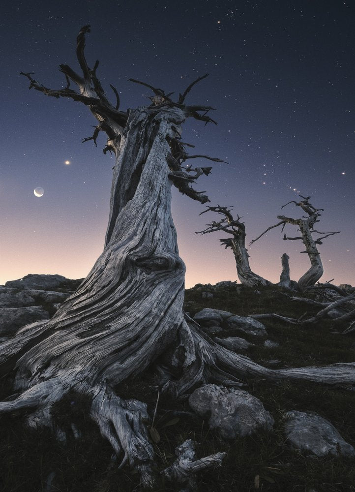 Moon and Ancient Trees