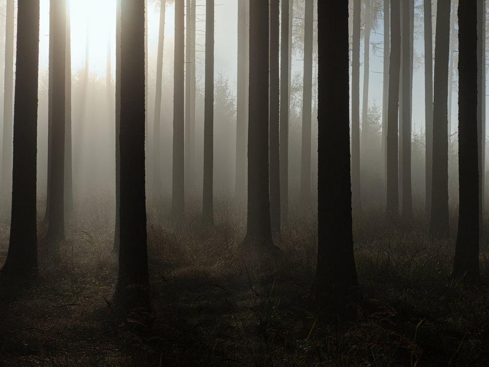 Sunlit Misty Forest