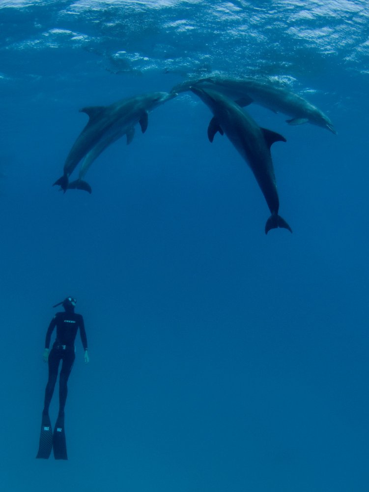Diver Meets Dolphins