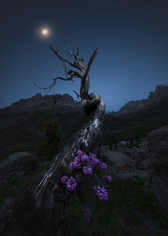 Moonlit Twisted Tree