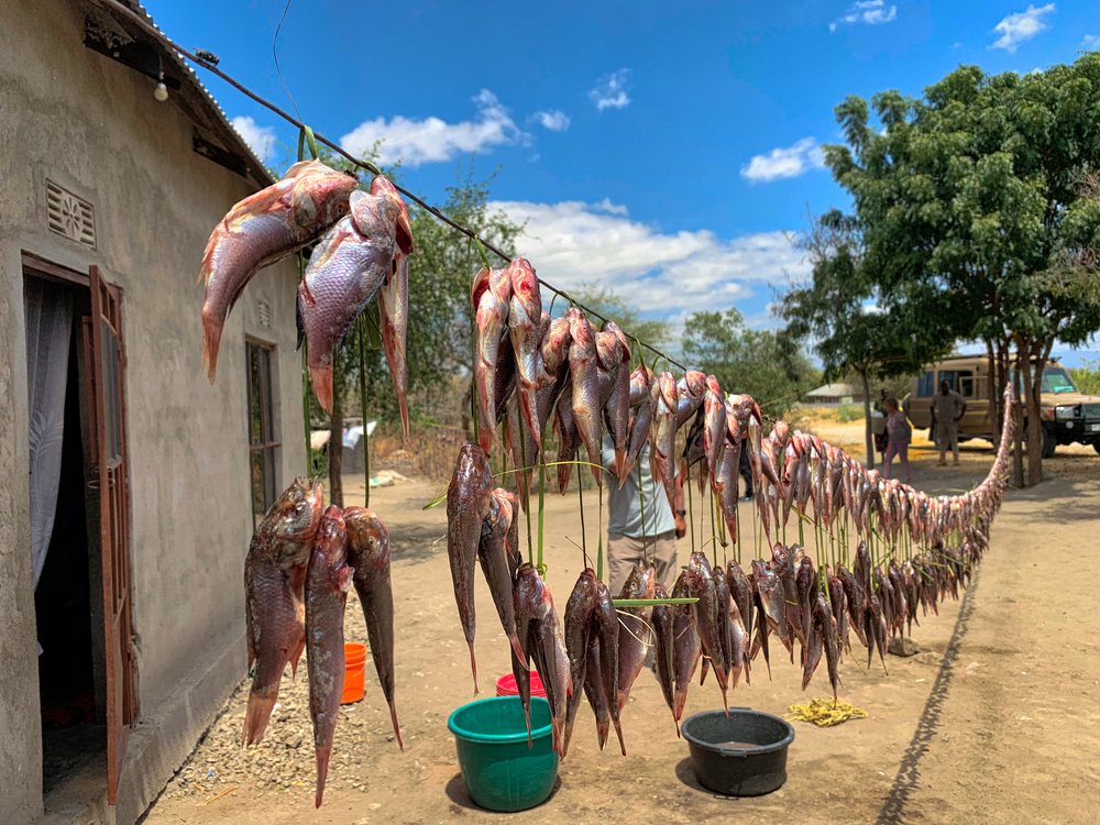 Village Fish Drying