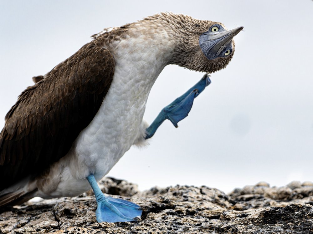 Curious Blue Booby