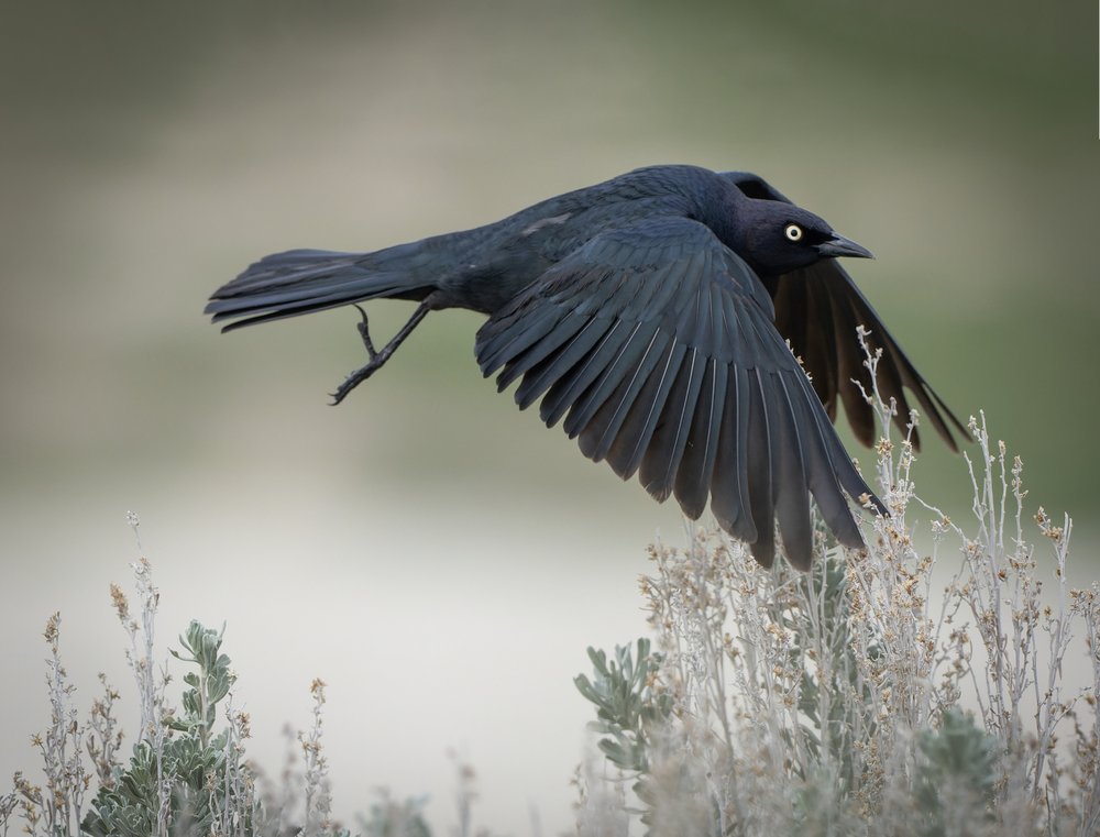 Black Bird in Flight