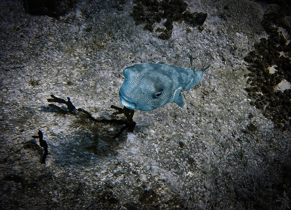 Peaceful Underwater Fish