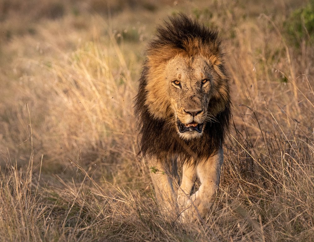 Powerful African Lion