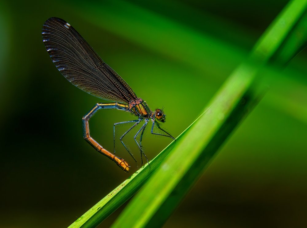 Iridescent Damselfly on Leaf