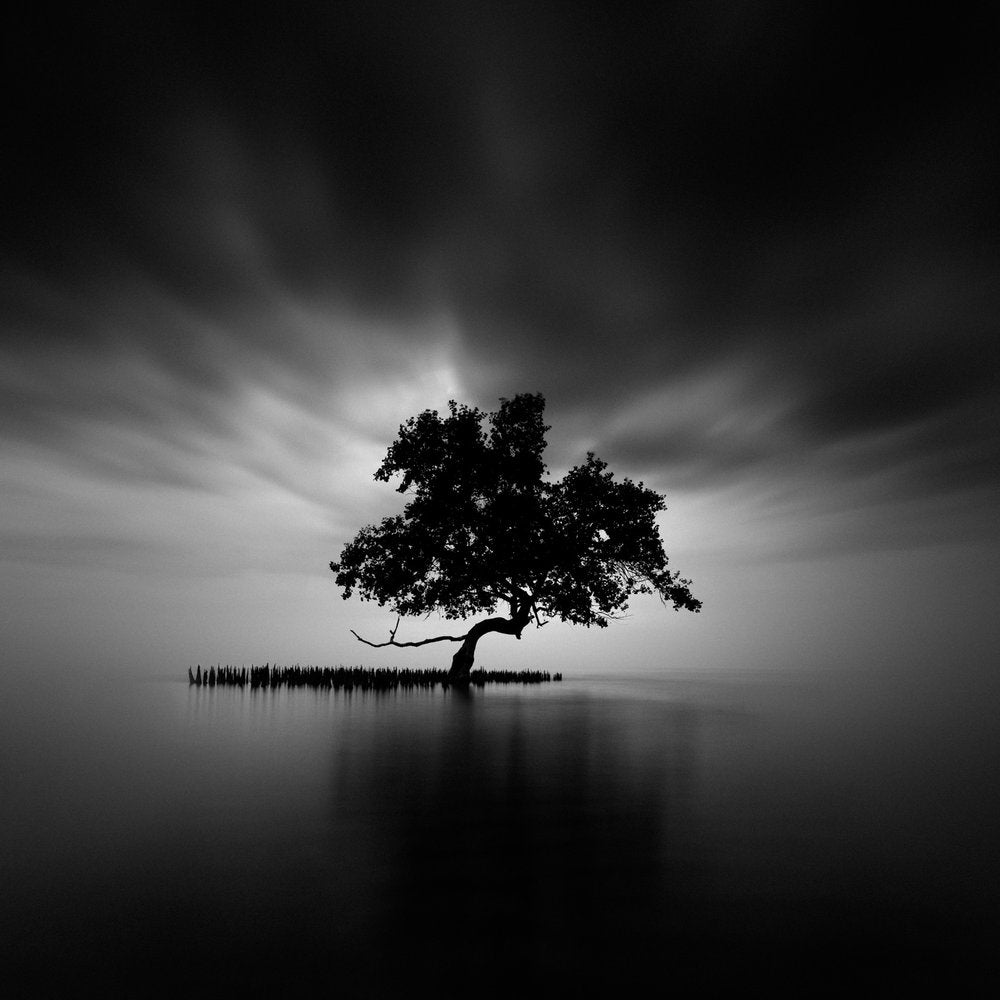 Black White Lone Tree