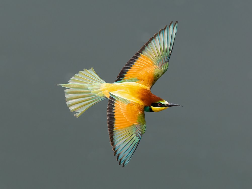 Vibrant Bee-eater Flight