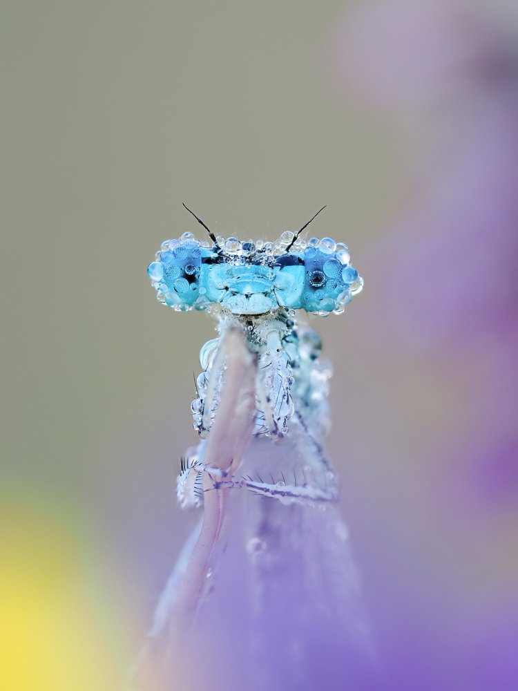 Blue Damselfly Dewdrops