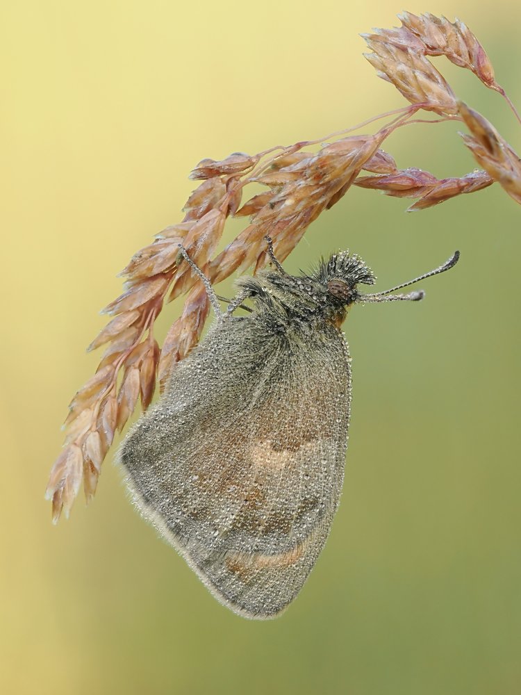 Dewy Morning Butterfly
