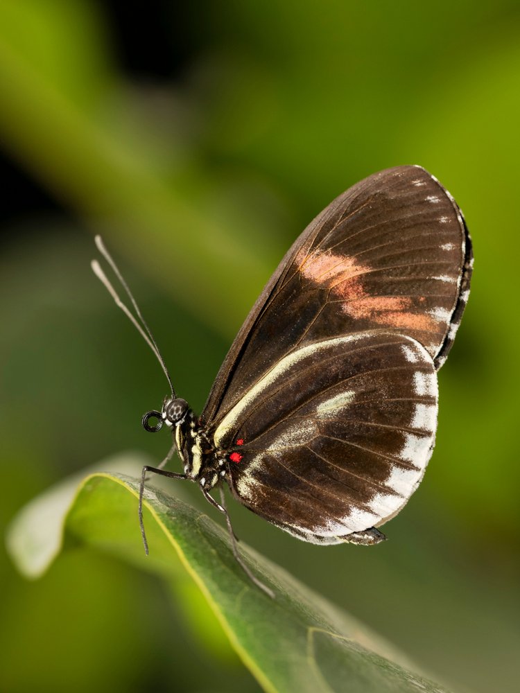 Vibrant Tropical Butterfly