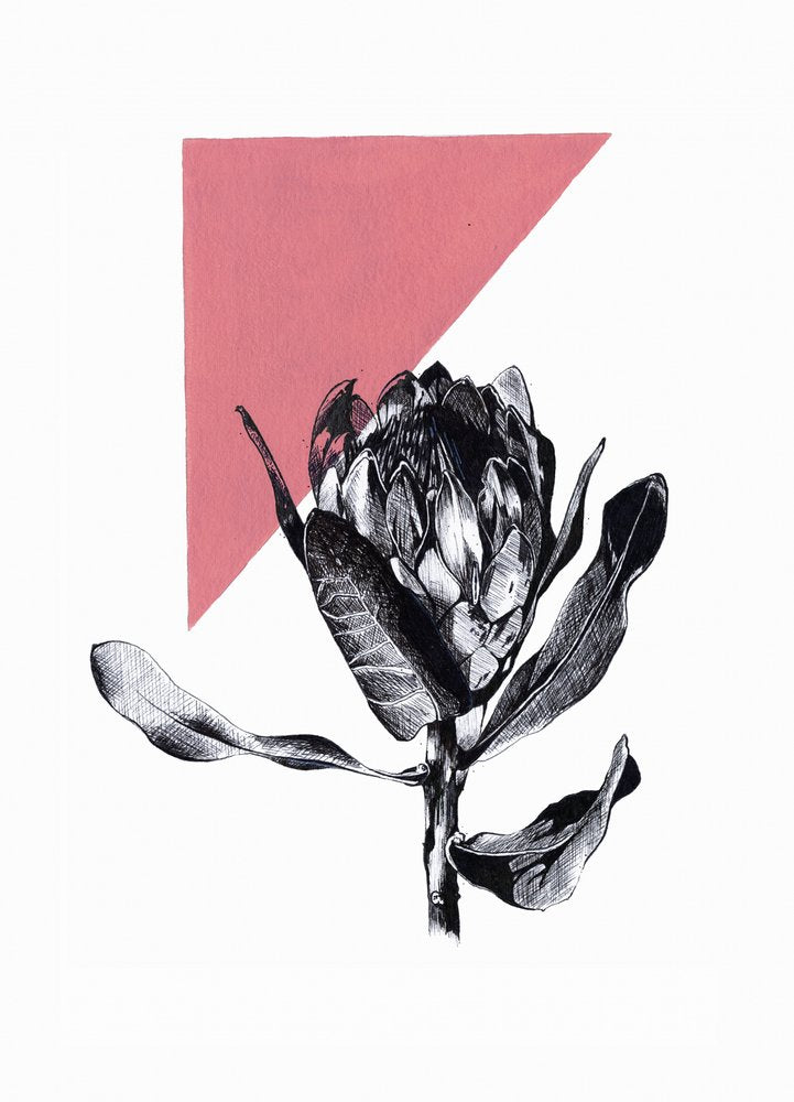 Pink Geometric Protea