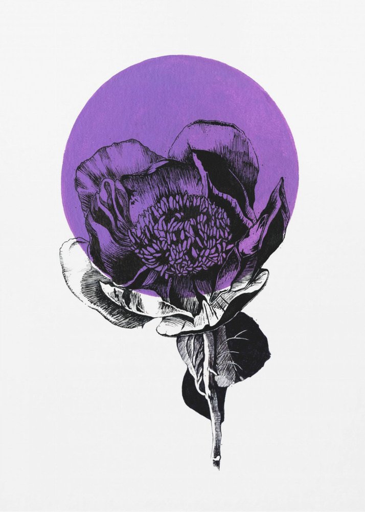 Purple Peony Bloom