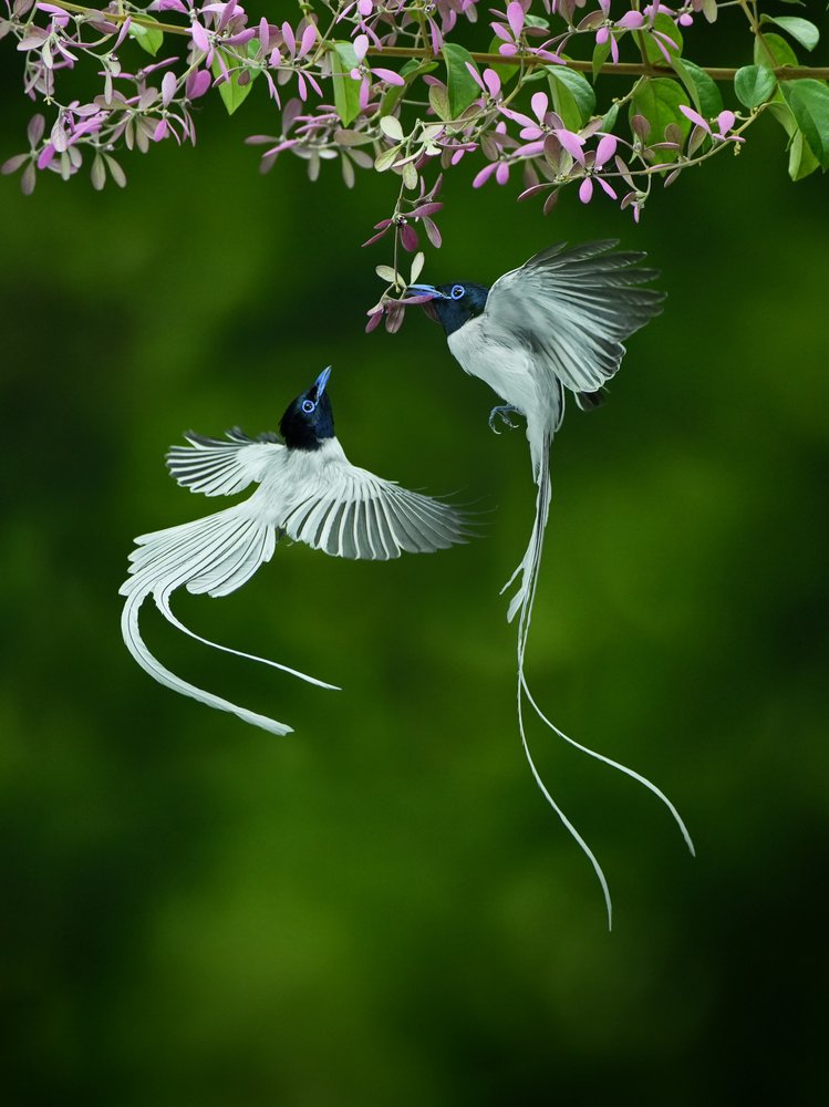 Exotic Birds Sharing Flowers