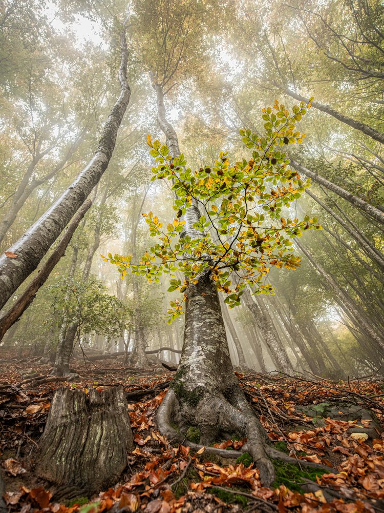 Misty Autumn Forest