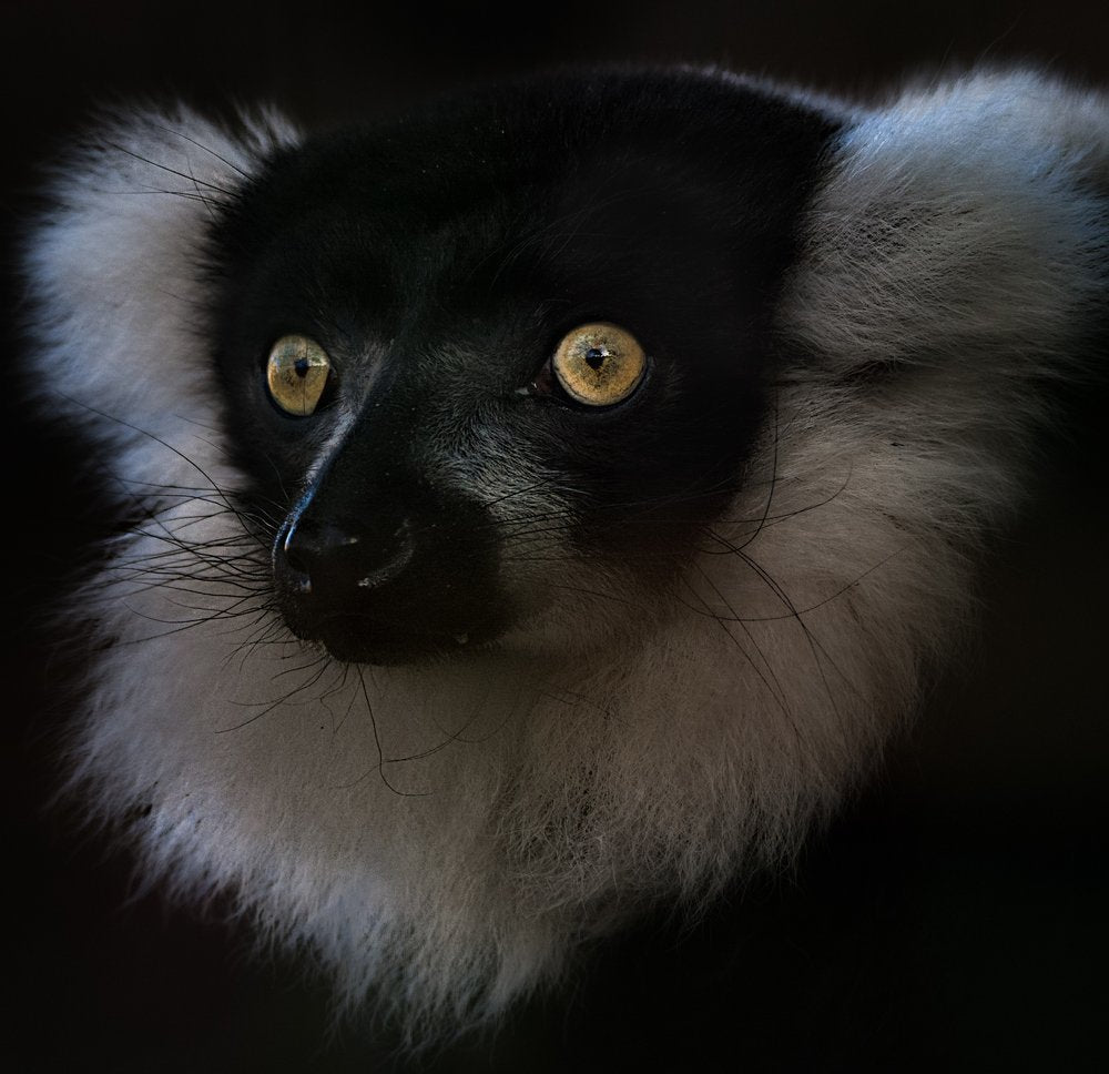 Ruffed Lemur Portrait