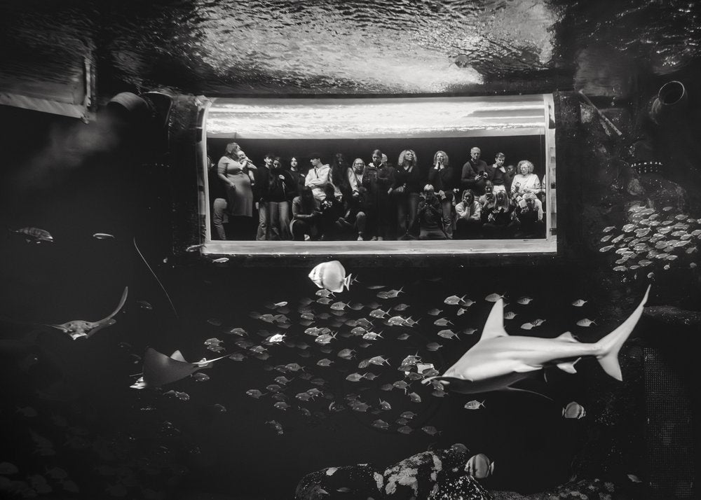 Aquarium Shark Spectators