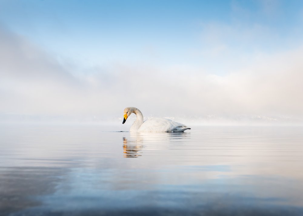 Misty Swan Reflection