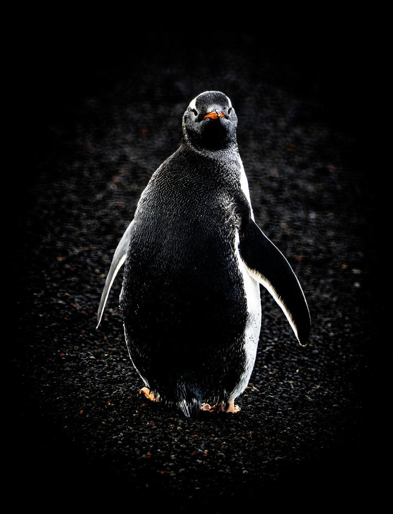 Curious Gentoo Penguin