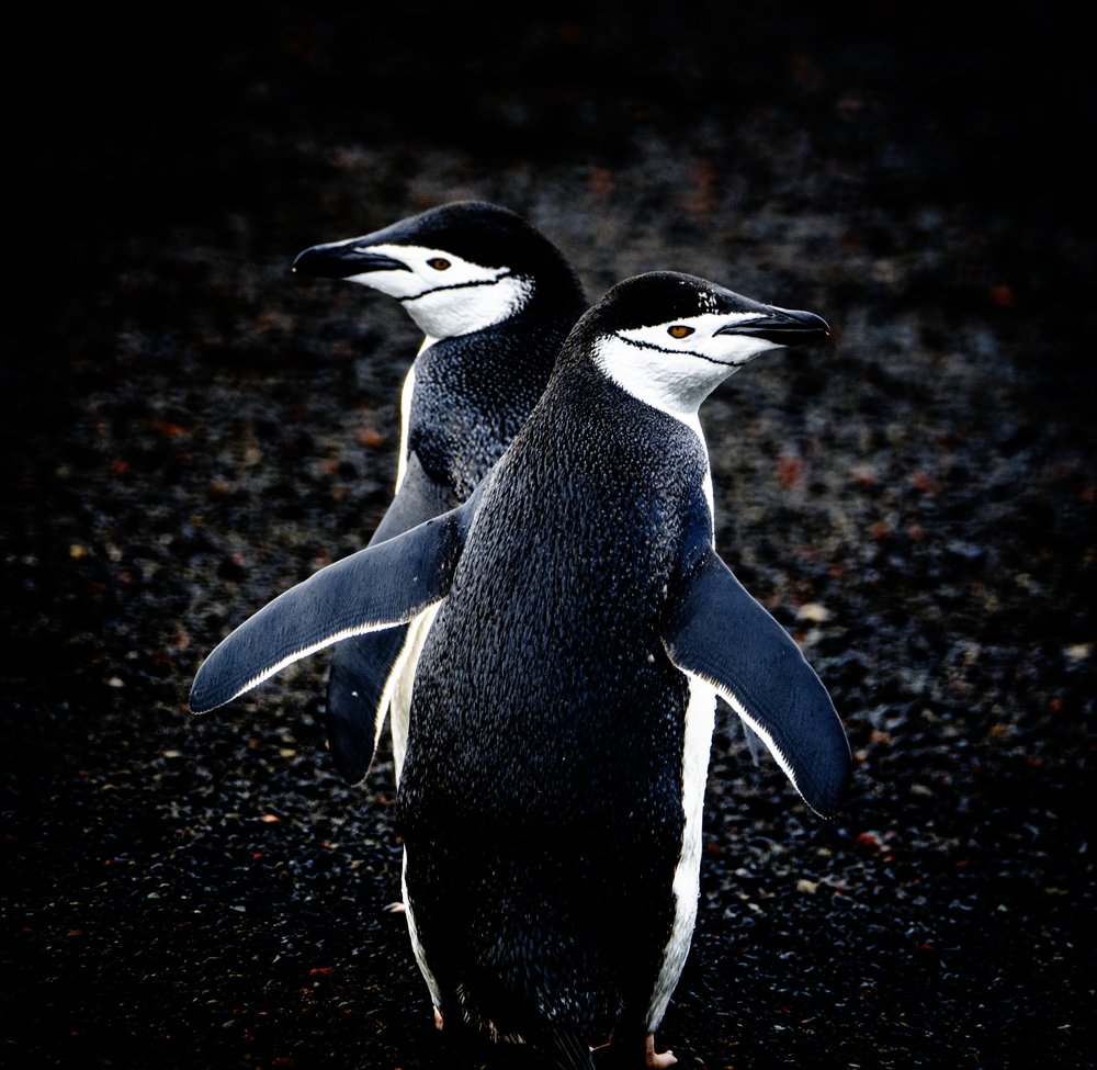 Antarctic Chinstrap Penguins